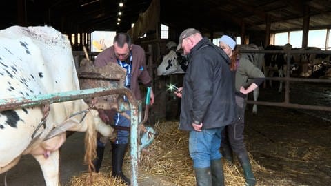 Im Kuhstall versorgt ein Tierarzt die Kühe. Um ihn herum Heu und die Besitzer. (Foto: SWR)