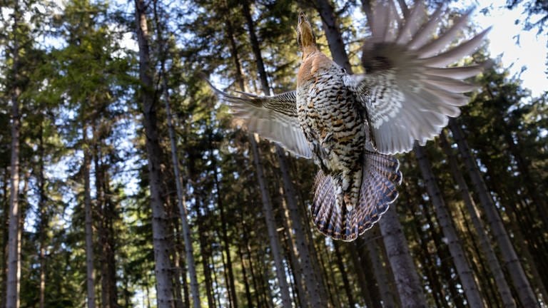 Ein Auerhuhn fliegt in den Wald. (Foto: dpa Bildfunk, picture alliance/dpa | Michael Reichel)