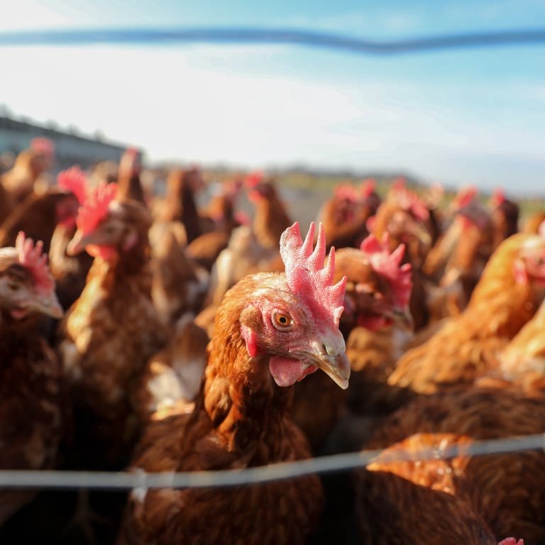 Hühner zählen zu gefährdeten Beständen durch Vogelgrippe (Foto: dpa Bildfunk, Jan Woitas)