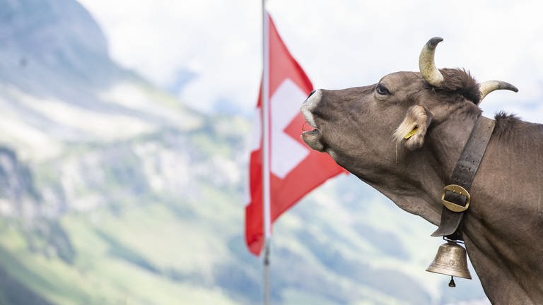 Schweizer Flagge daneben eine Kuh mit Glocke. (Foto: picture alliance / dpa KEYSTONE Urs Flüeler)