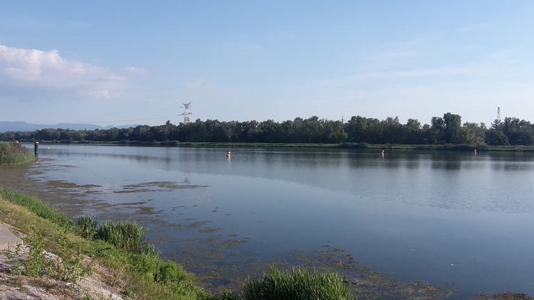 Ein Blick auf den Rhein, mit begründem Uferbereich.