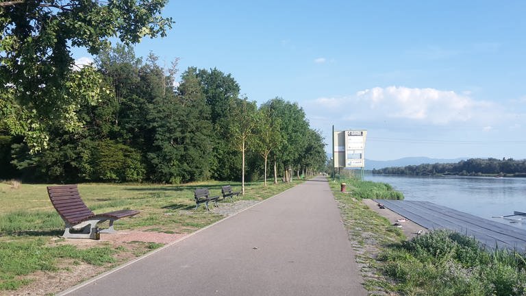 Blick auf den Rhein am rechten Bildrand und einen Uferweg am linken Bildrand. (Foto: SWR)