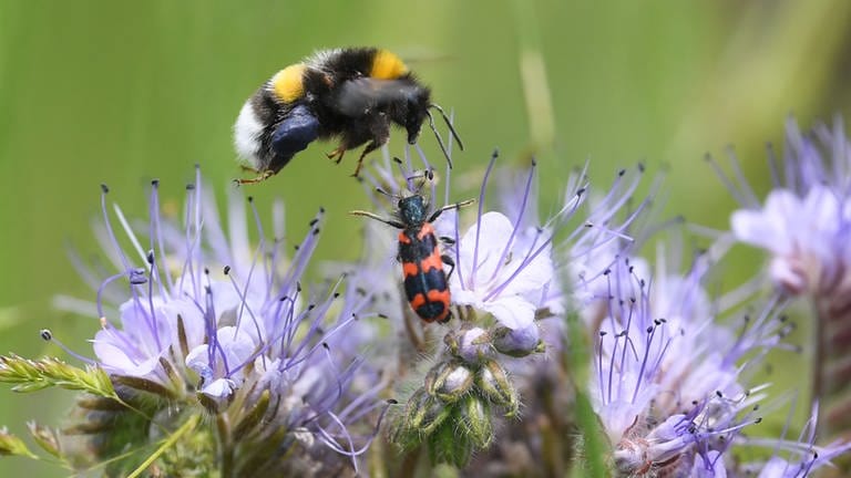 Hummel und Käfer an einer Blume (Foto: dpa Bildfunk, Arne Dedert)