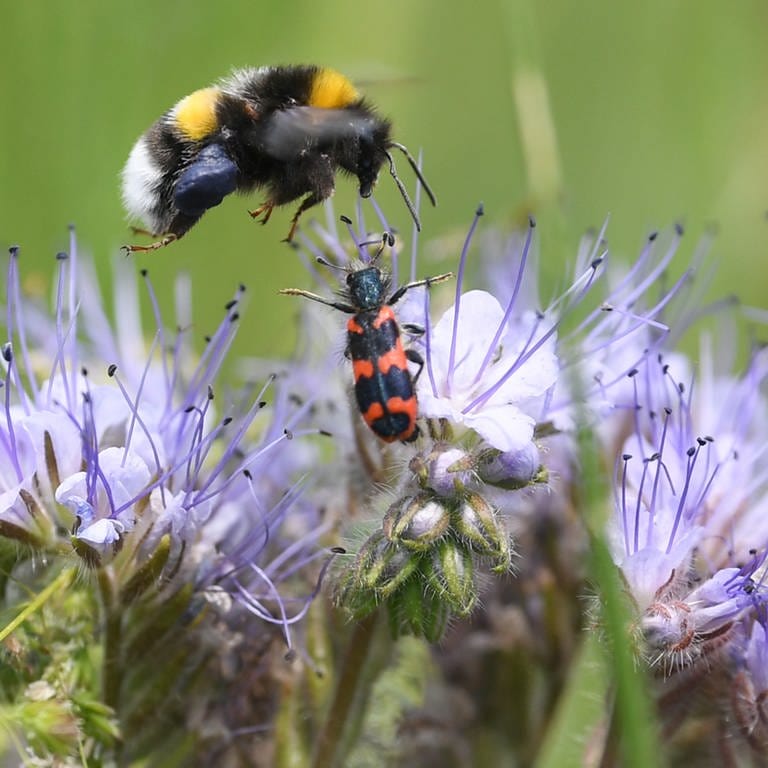 Hummel und Käfer an einer Blume (Foto: dpa Bildfunk, Arne Dedert)