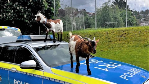 Die Ziegen hatten auch vor einem Polizeiauto keinen Respekt. (Foto: Polizeipräsidium Freiburg)