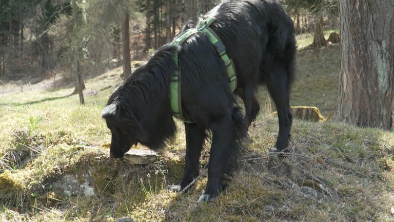Hund wird trainiert, um die Duftstoffe des Borkenkäfers zu finden (Foto: SWR, Schweizer Fernsehen)