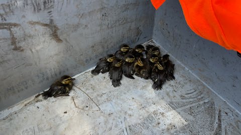Die Entenküken wurden gerettet. Die elf Küken sitzen in einer Box und sehen ein bisschen mitgenommen aus. Ihre schwrzen Federn hängen schlapp an ihnen herunter. Der Ausflug auf die A5 war wohl anstrengend. (Foto: Polizeipräsidium Freiburg)