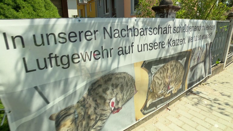 Weil in Kenzingen Katzen erschossen werden, hat Familie Keitsch ein Banner aufgehängt. Zu lesen ist darauf "In unserer Nachbarschaft schießt jemand mit einem Luftgeweht auf unsere Katzen. Wer tut sowas?" Zu sehen sind Bilder von Balin, der blutend in der Tierklinik Freiburg liegt. (Foto: SWR)