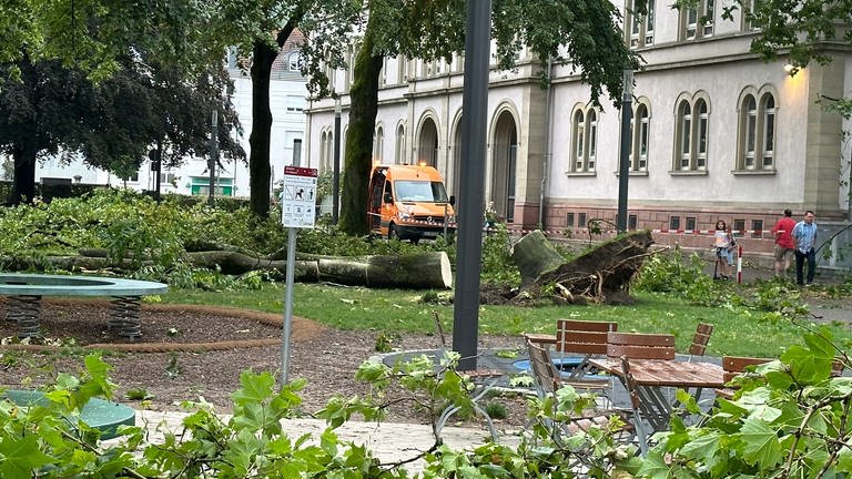 Umgestürzter Baum im Lörracher Hebelpark 