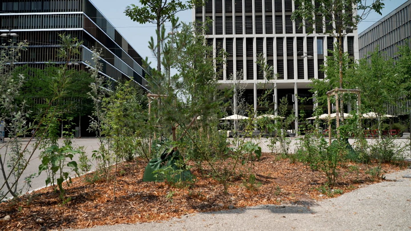 Pflanzen vor urbaner Landschaft (Foto: SWR)