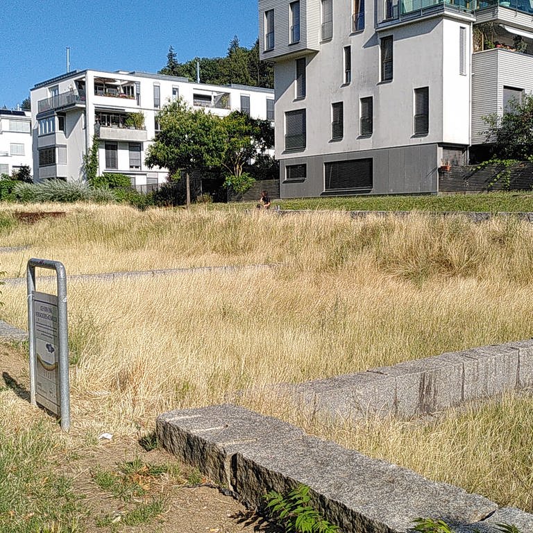 Trockene Grasfläche mit weißen Häusern im Hintergrund (Foto: SWR)