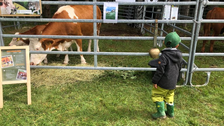 Ein kleiner Junge steht vor einem Gatter, dahinter grast eine Kuh. Am Gatter hängen Informationsschilder. (Foto: SWR)