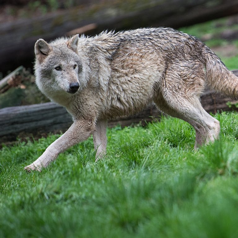 Ein Wolf streift durch einen Wald (Arcihvbild). (Foto: dpa Bildfunk, Sebastian Gollnow)
