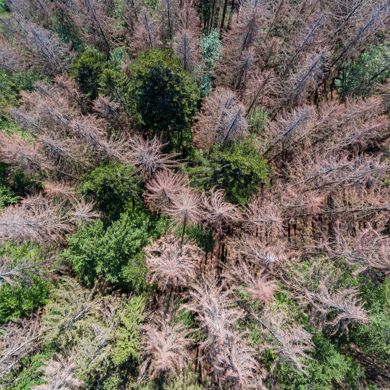 Geschädigte Bäume im Schwarzwald (Foto: IMAGO, IMAGO / Arnulf Hettrich)