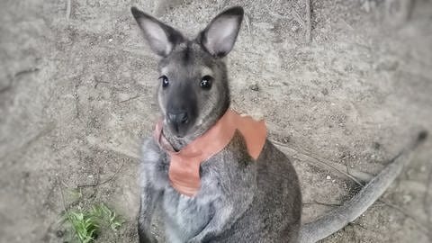 Känguru Jack ist aus dem Schwarzwaldzoo in Waldkirch ausgebüxt.