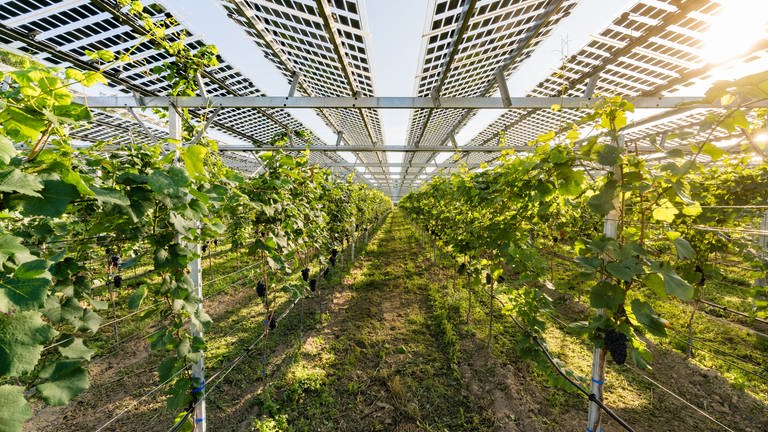 Die Photovoltaikanlage in Freiburg-Munzingen ist eine Art Überbau über den Weinreben und schützt sie so vor Hagel und zu viel Sonneneinstrahlung. Laut dem Energieversorger und Betreiber badenova ist es die erste ihrer Art. (Foto: badenova, Jonas Conklin )