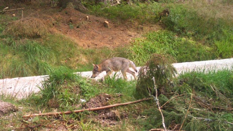 Zu sehen ist ein Wolfswelpe im Schwarzwald. Er läuft auf einer Forstraße durch den Wald. Sein Fell ist grau-braun. Er schnuppert am Boden.