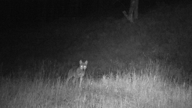 Zu sehen ist ein Wolfswelpe im Schwarzwald. Das Foto ist schwarz-weiß, es wurde in der Nacht gemacht. Der Wolfswelpe steht auf einer Wiese. Seine Augen leuchten im Dunkeln.