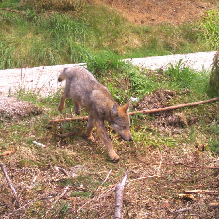 Zu sehen ist ein Wolfswelpe im Schwarzwald. Er läuft auf einer Forstraße durch den Wald. Sein Fell ist grau-braun. (Foto: Forstliche Versuchs- und Forschungsanstalt Baden-Württemberg)