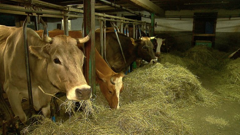 Die Kühe werden im Stall durch die Eisenstangen zum Melken fixiert