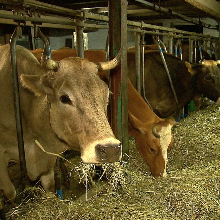 Die Kühe werden im Stall durch die Eisenstangen zum Melken fixiert (Foto: SWR)