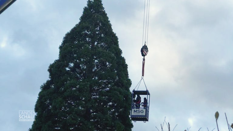 Mammutbaum in Merzhausen wird mit Gondel und Hebebühne mit Lichterketten geschmückt zur Weihnachtszeit (Foto: SWR, SWR)