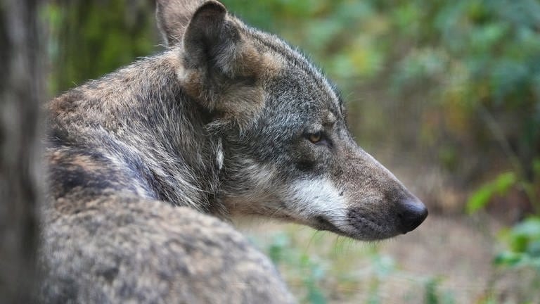 ein Wolf liegt im Wald, erwachsene Wölfe können um andere Wölfe trauern