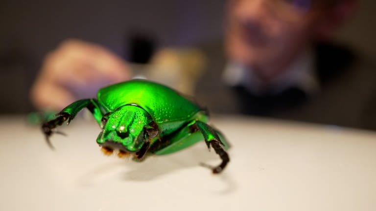 Lörracher Hobby-Fotograf lichtet Insekten ab