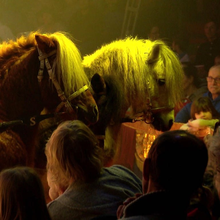 Tierrechtsaktivisten kritisieren den Auftritt von Tieren im Lörracher Weihnachtszirkus.