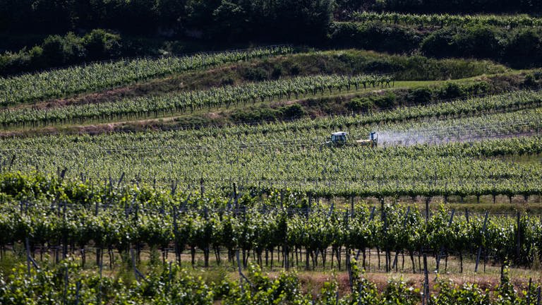 Die Winzer und Verbände in Südbaden sind erleichtert: Das Pestizidgesetz kommt doch nicht