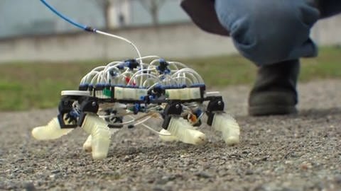 Ein Roboter, der nie kaputt geht - Forscher haben Prototyp entwickelt  (Foto: SWR, Malcolm Bijker)