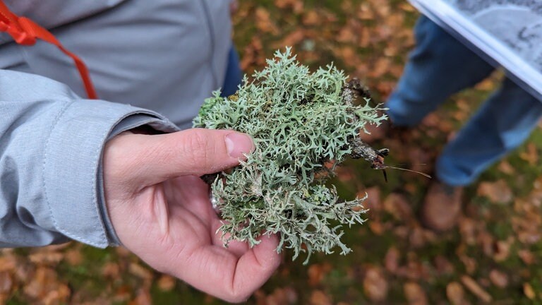 Freiburger Wissenschaftler untersuchen Biodiversität mithilfe von historischen Satellitenbildern (Foto: SWR)