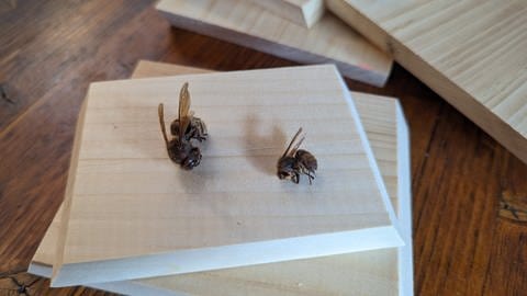 tote Bienen liegen auf Holzbrett (Foto: SWR)
