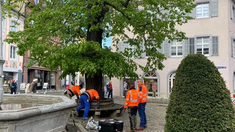 Die Linde am Brunnen in Freiburg-Oberlinden ist ein markantes Wahrzeichen der Stadt. Da der Baum seit Jahren schwächelt, musste die Krone bereits mehrfach zurückgeschnitten werden, um den Baum zu erhalten.