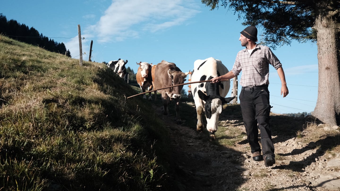 Auf teilweise unwegsamen Gelände geht es für die Rinder in Richtung Tal. (Foto: SWR, Thomas Hermanns)