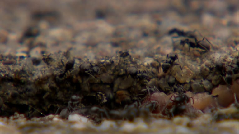 Ameisen in den Straßen von Marlen
