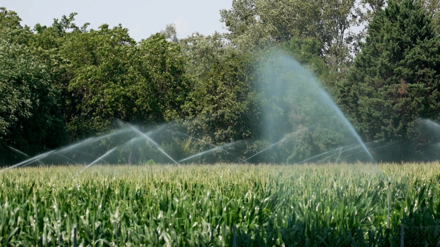 Bewässerung eines Maisfeldes im Elsass (Foto: SWR)