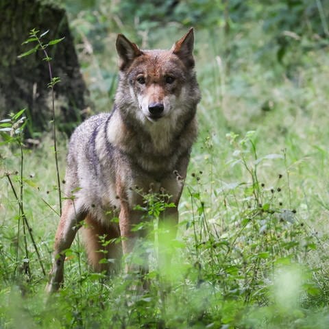 Ein weiblicher Wolf steht im Wald