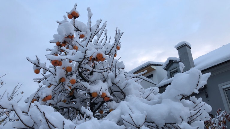 Exotische Früchte im Schnee - verschneite, orangefarbene Kakis in einem Garten. (Foto: SWR, Laura Könsler) Exotische Früchte im Schnee - verschneite, orangefarbene Kakis in einem Garten.