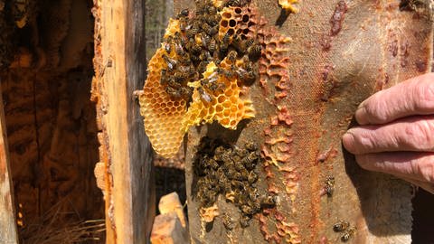 Honigbienen und Waben auf dem Campus Galli (Foto: SWR)