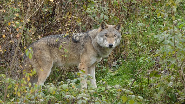 Wolf "Ado" im Bärenpark Schwarzwald blickt direkt in die Kamera. (Foto: STIFTUNG für BÄREN )
