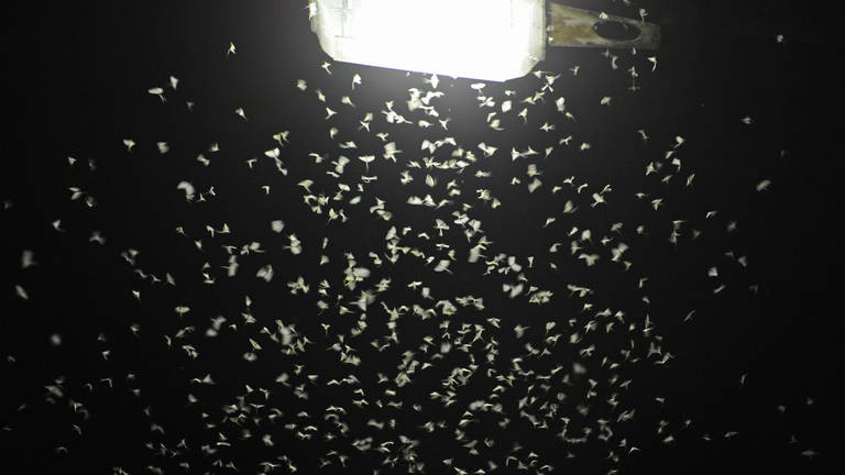 Straßenlaterne zieht Mücken an (Foto: dpa Bildfunk, Armin Weigel)