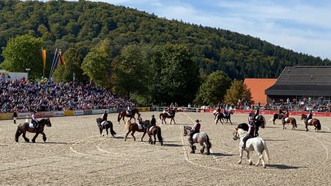 Kaltblüterpferde in einer Arena auf der Schwäbischen Alb (Foto: SWR, Roland Altenburger)