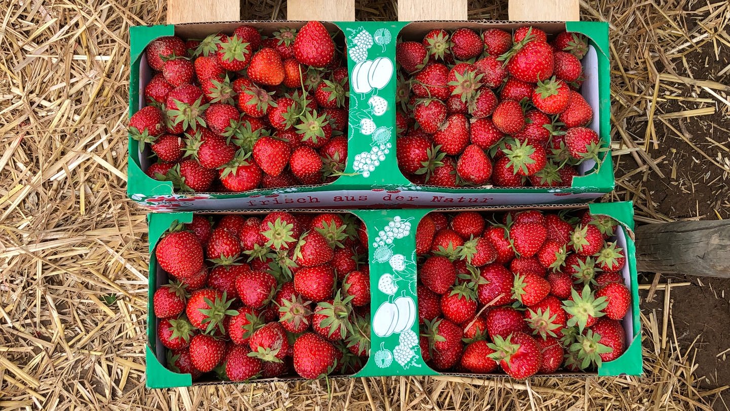 Zwei Körbe voll mit frisch gepflückten Erdbeeren vom Feld in Grosselfingen.
