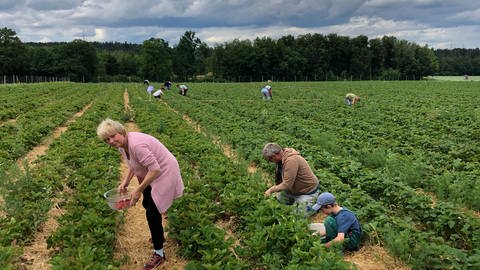 Mehrere Besucherinnen und Besucher pflücken Erdbeeren auf dem Feld in Grosselfingen. (Foto: SWR, Pia-Maria Pelzer)