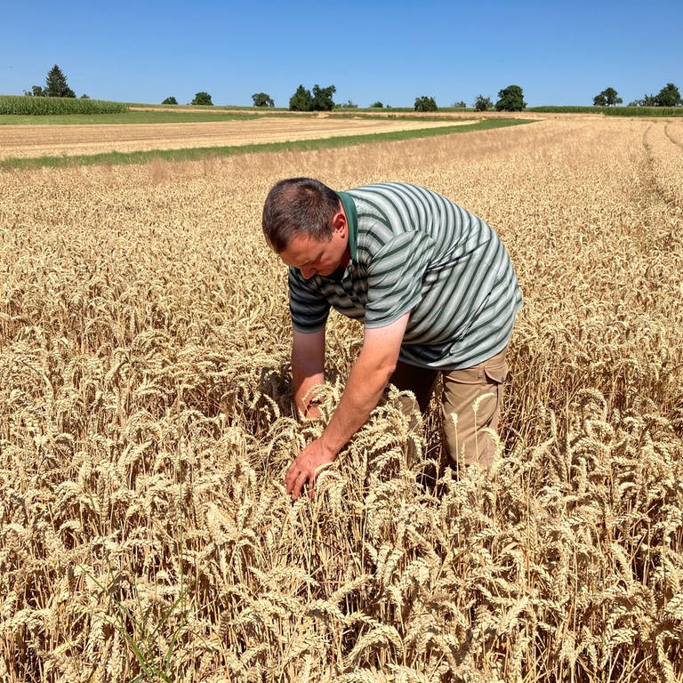 Der Landwirt Philipp Wandel inspiziert ein Weizenfeld bei Kusterdingen. (Foto: SWR, Nikolaus Rhein)