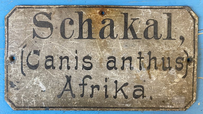 Blechschild mit der Aufschrift Schakal Canis anthus Afrika. Das Schild stammt aus einem ehemaligen Zoo am Spitzberg in Tübingen. Anfang 20. Jahrhundert (Foto: SWR, Bertram Schwarz)