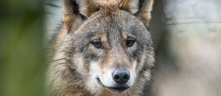 Ein Wolf blickt direkt in die Kamera. Im Kreis Reutlingen ist gerade ein Wolf unterwegs. (Foto: dpa Bildfunk, picture alliance/dpa | Bernd Thissen)