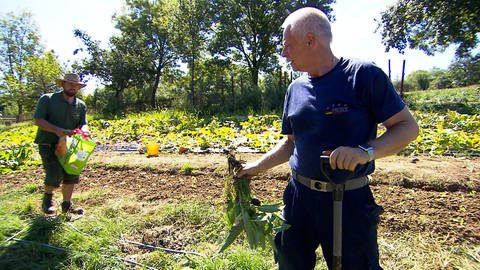 Gärtner bei der Arbeit auf dem Gemüseacker (Foto: SWR)