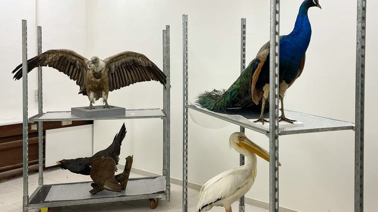 Ausgestopfte Vögel im Naturkundemuseum-Magazin Reutlingen warten auf den Umzug in die ehemalige Paketpost (Foto: SWR, Niko Rhein)